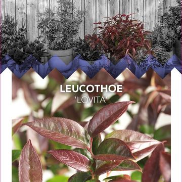 Leucothoe LOVITA