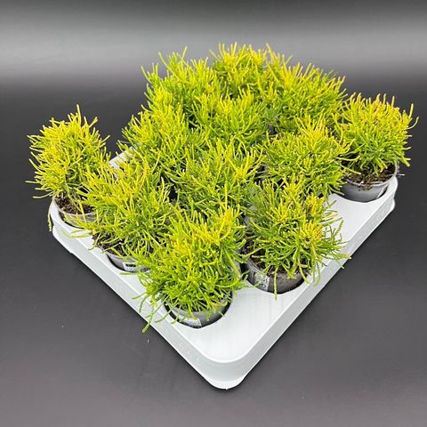 Santolina chamaecyparissus