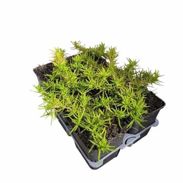 Phlox 'Emerald Cushion Blue'