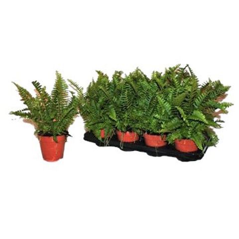 Nephrolepis exaltata 'Cordata'