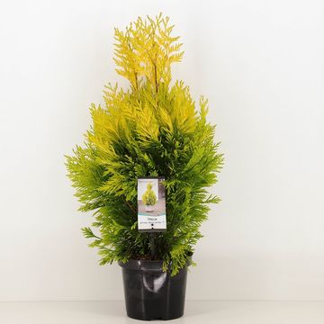 Thuja plicata GOLDY