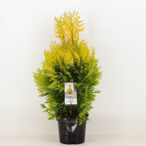 Thuja plicata GOLDY