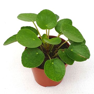 Pilea peperomioides