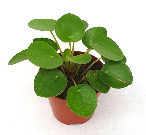 Pilea peperomioides
