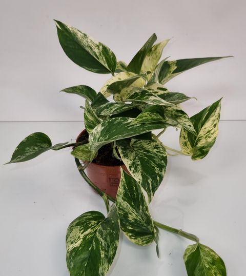 Epipremnum pinnatum 'Marble Queen'