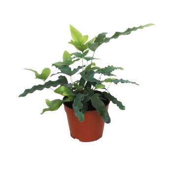 Phlebodium aureum