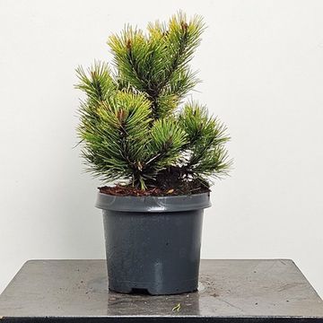 Pinus mugo 'Golden Glow'