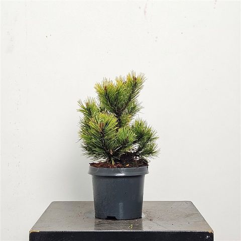 Pinus mugo 'Golden Glow'