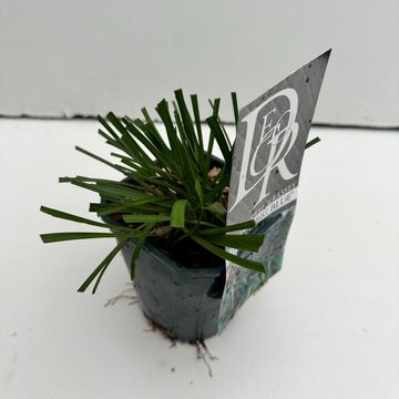 Liriope muscari 'Big Blue'