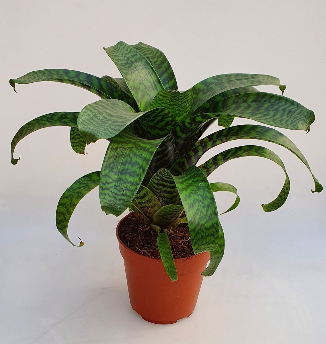 vriesea-hieroglyphica-groothandel-in-planten-floraccess