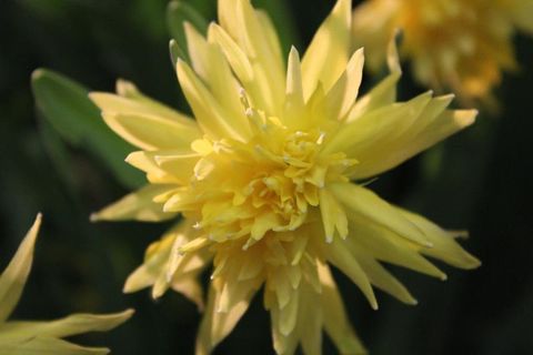 Narcissus 'Rip van Winkle'