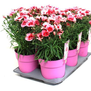 Dianthus chinensis 'Strawberry Parfait'