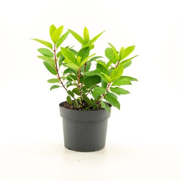 Hydrangea paniculata 'Limelight'