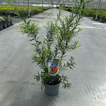 Callistemon laevis