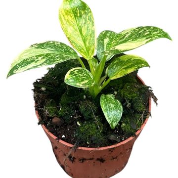 Philodendron 'Green Congo'