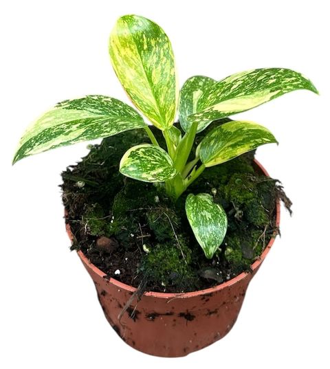 Philodendron 'Green Congo'