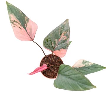 Homalomena 'Pink Diamond'