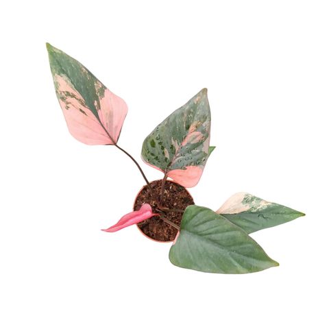 Homalomena 'Pink Diamond'