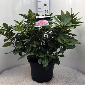 Rhododendron 'Альберт Швейцер'
