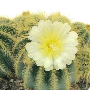 Notocactus magnificus