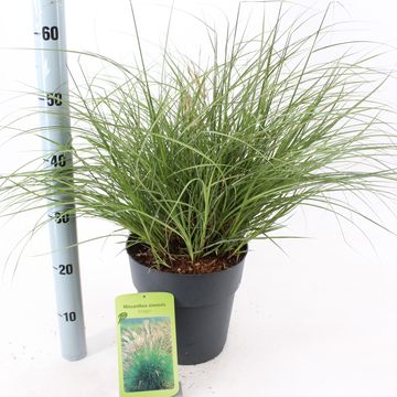 Miscanthus sinensis 'Adagio'