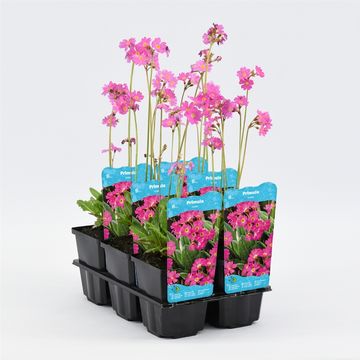 Primula rosea