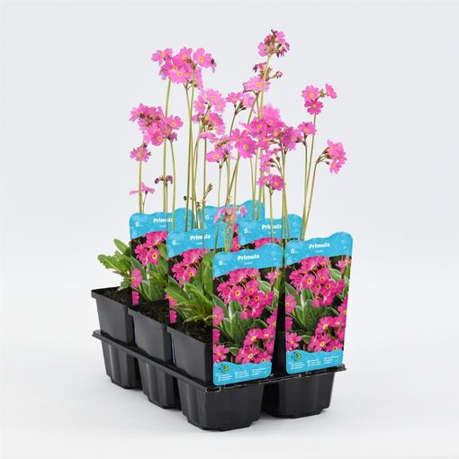 Primula rosea