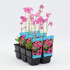 Primula rosea