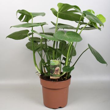 Monstera deliciosa