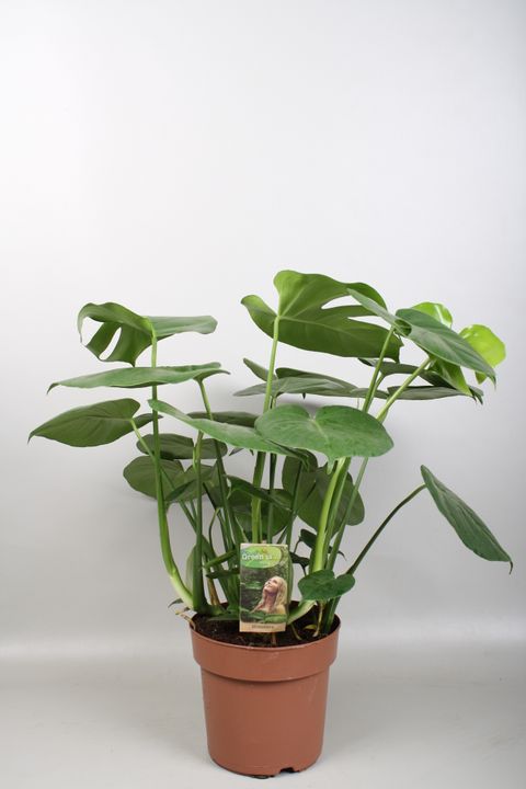 Monstera deliciosa