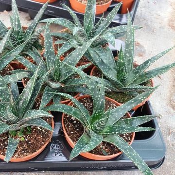 Gasteria carinata verrucosa