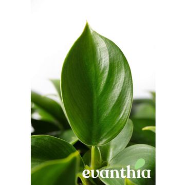 Philodendron FLORIDA BEAUTY