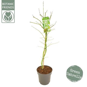 Acer palmatum 'Dissectum'