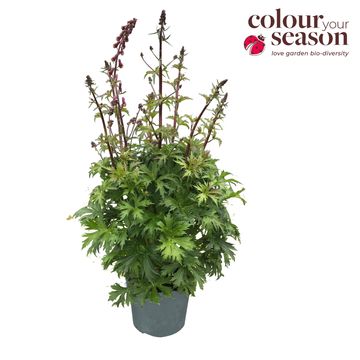 Aconitum 'Purple Sparrow'