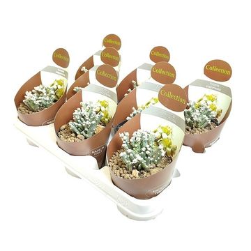 Anacampseros papyracea