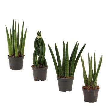 Sansevieria cylindrica MIX