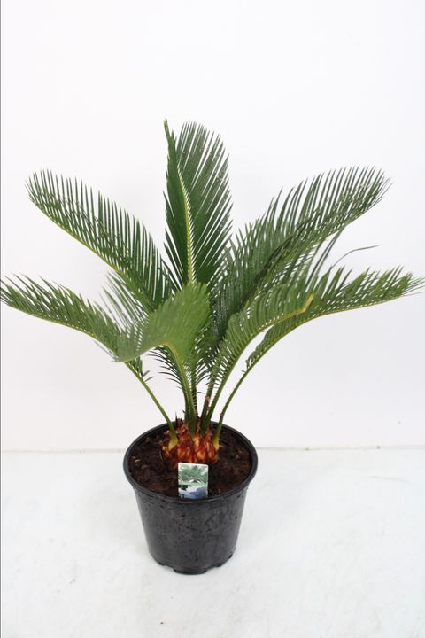 Cycas revoluta