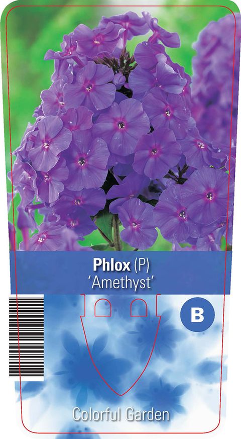 Phlox 'Amethyst'
