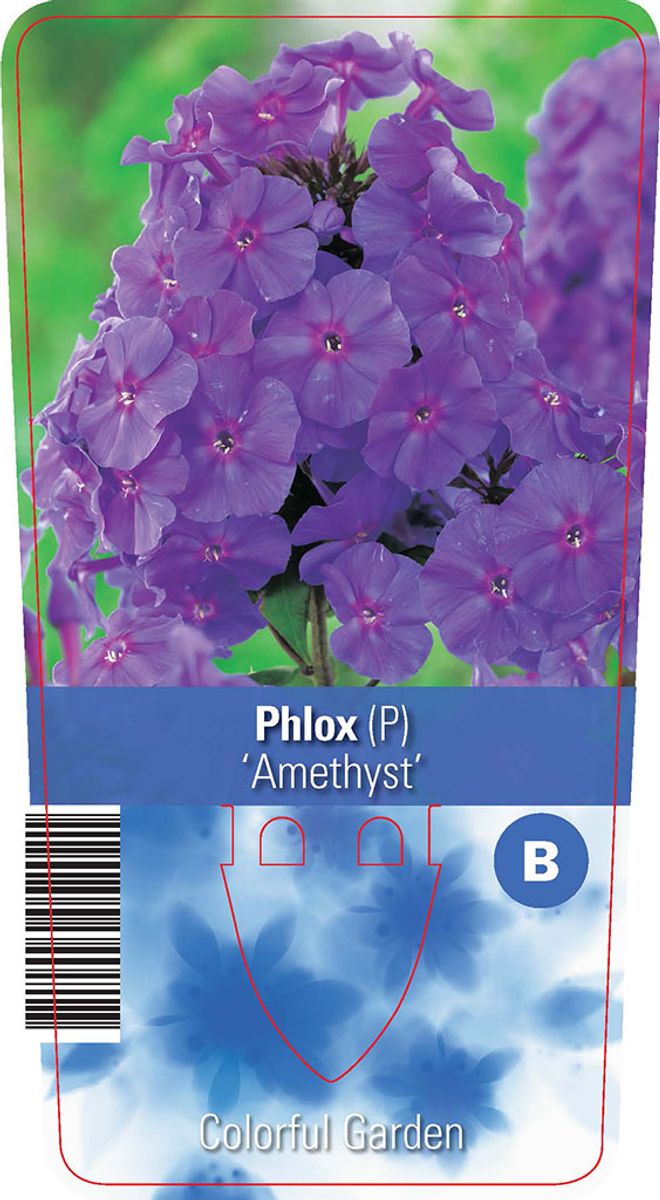 Флокс Phlox Ametist