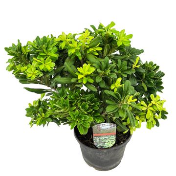 Pittosporum tobira 'Nanum'