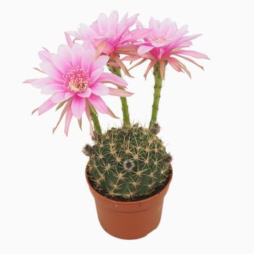 Echinopsis x Lobivia
