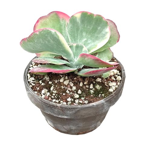 Kalanchoe thyrsiflora 'Variegata'