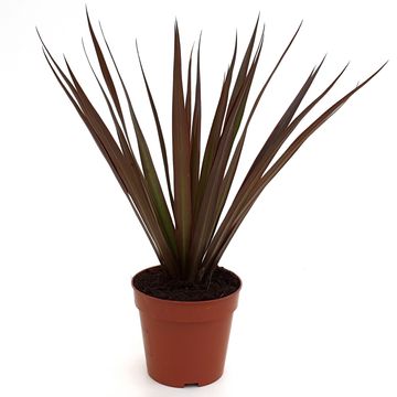 Dracaena MIX