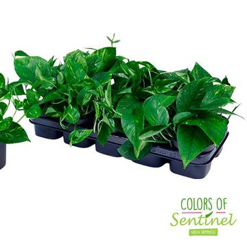 Epipremnum pinnatum 'Aureum'