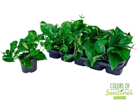 Epipremnum pinnatum 'Aureum'