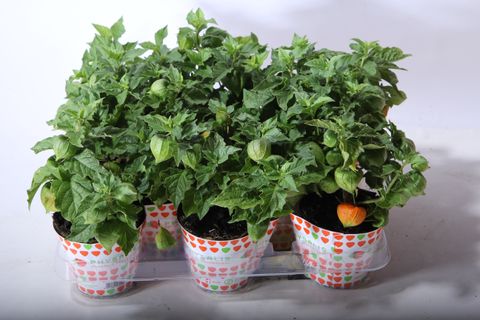 Physalis alkekengi franchetii