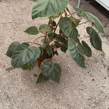 Begonia x credneri 'Oldemor'