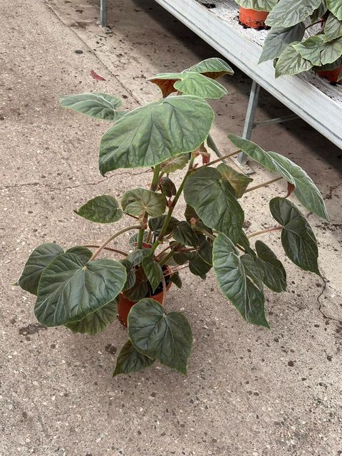 Begonia x credneri 'Oldemor'