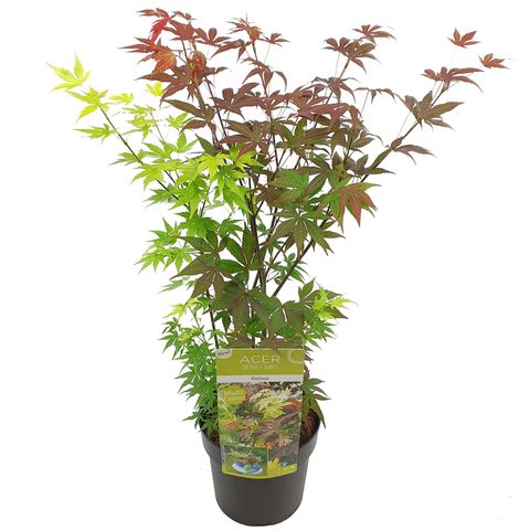 Acer palmatum 'Festival' (Son & Koot BV)