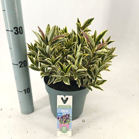 Hebe VARIA WILD BLUE